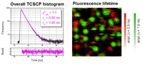 Fluorescence decay and FLIM of single Cy5 molcules