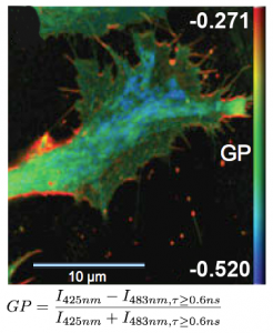 Generalized polarization plot of Laurdan stained, fixed BAEC cell