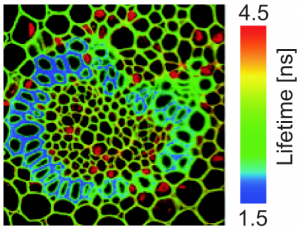 Image Fluorescence Lifetime Imaging (FLIM)