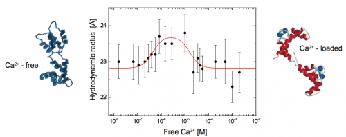 Hydrodynamic radius of Calmodulin as a function of Ca2+ uptake