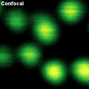 Confocal image of crimson beads with 20 nm diameter