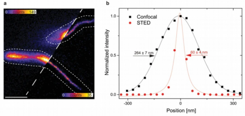(a) Confocal and STED fluorescence image of MamK-TagRFP657 filaments in living MSR-1 (b) Intensity line profiles along the dashed line in (a), fitted to determine the full-width at half maximum (FWHM)