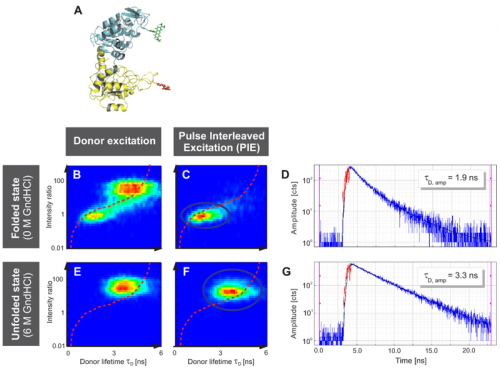 Single-molecule FRET investigations of Phosphoglycerate Kinase