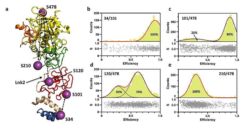 Protein structure with FRET couples (a) and obseverd FRET efficiencies (b and c)