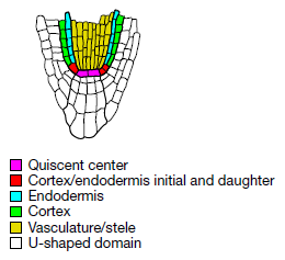 Different parts of the arabidopsis root meristern