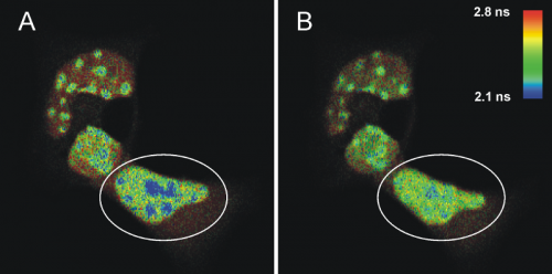 Characterization of intra-nuclear dimer formation of the transcription factor C/EBP in living mouse cells