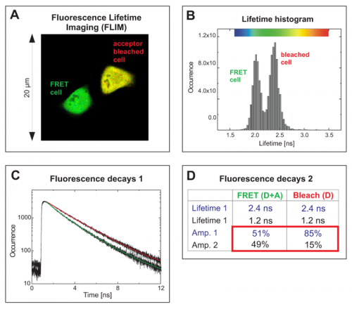 Acceptor photobleaching FLIM-FRET experiment of cells expressing a EGFP-RFP tandem protein