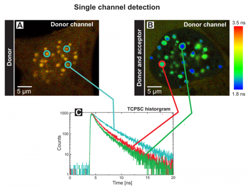 FLIM-FRET measurements of the human kinetochore proteins CENP‑A and CENP‑B in a single channel detection set-up