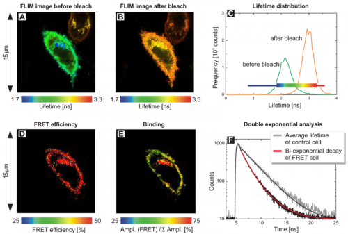 FLIM-FRET analysis for separation of quenched versus unquenched donor species