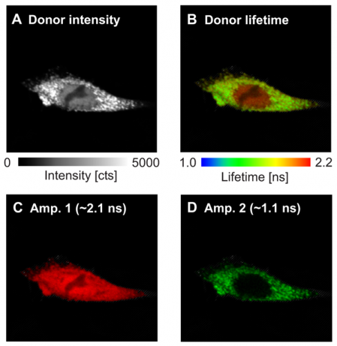 Localization dependent protein binding monitored in cells by FLIM-FRET analysis