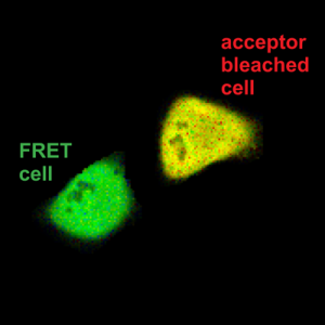 Foerster Resonance Energy Transfer (FRET)