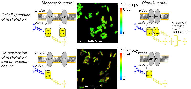 Interaction studies of the ECF-transporter subunit BioY by anisotropy measurements 