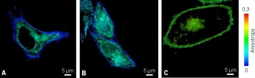 Anisotropy imaging to study oligomerization of viral membrane proteins