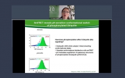 Applications of single molecule FRET (smFRET) in structural biology