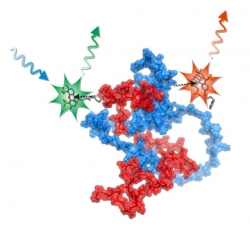 Invited webinar - Probing dynamics and interactions of IDPs