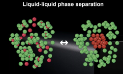 Streamlined Single-Molecule FRET and FCS Measurements for Structural Biology and Phase Separation Studies