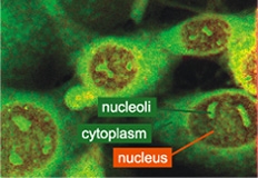 Crossing the Border Towards Deep UV – Time-resolved Microscopy of Native Fluorophores