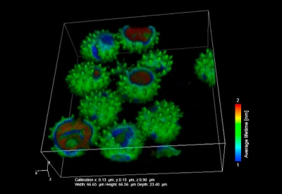 3D FLIM image from a Daisy pollen acquired with the NIS-Elements FLIM software control plug-in using a Nikon A1 and a FLIM & FCS Upgrade Kit from PicoQuant