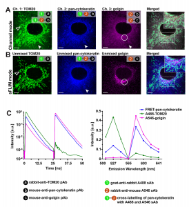 Leveraging undesired cross-labeling effects in indirect immunofluorescence
