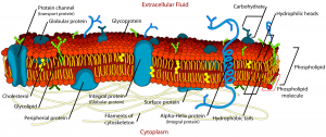Study on membrane asymmetry