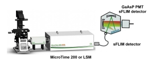 Image 16 channel spectral FLIM detector