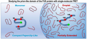 A deep dive into biomolecular condensates using single-molecule FRET