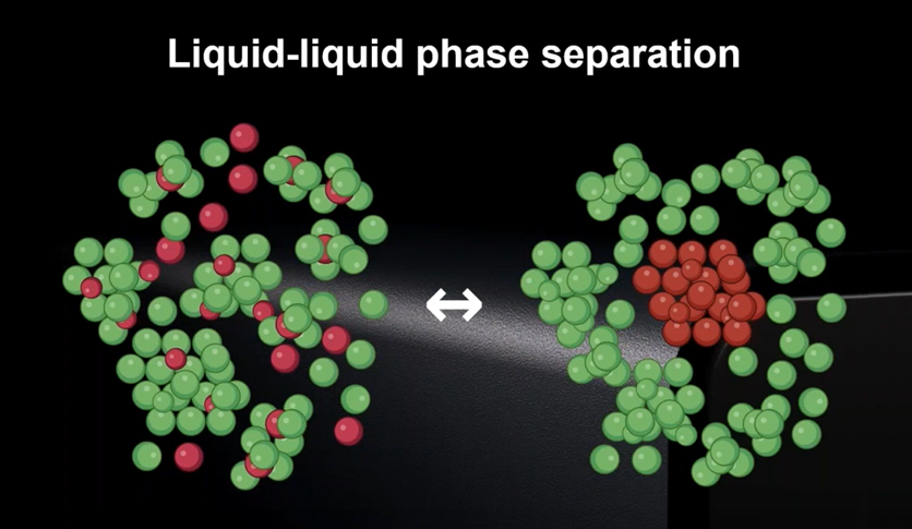 image liquid-liquid phase separation