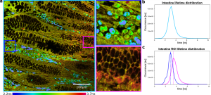 New Application Note: Metabolic Imaging with Label-Free FLIM
