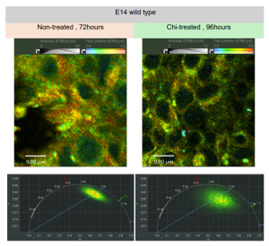 New Technical Note. Metabolic State Profiling of Organoids with FLIM