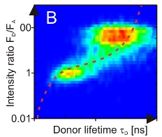 FRET Analysis with Pulsed-Interleaved Excitation (PIE) Using the MicroTime 200