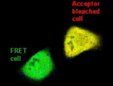 Quantitative In Vivo Imaging of Molecular Distances Using FLIM-FRET