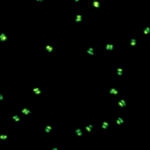 DNA origami imaged with the MicroTime 200 STED DNA origami imaged with the MicroTime 200 STED
