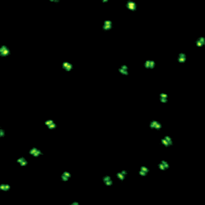 DNA origami imaged with the MicroTime 200 STED