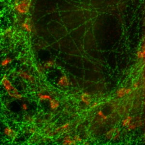 STED image - U2OS cell labeled for tubulin with Abberior STAR 635p (green) and giantin with Atto647N STED image - U2OS cell labeled for tubulin with Abberior STAR 635p (green) and giantin with Atto647N