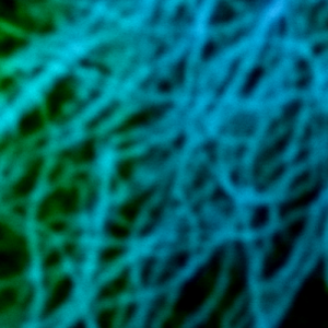 Confocal image of tubulin structures