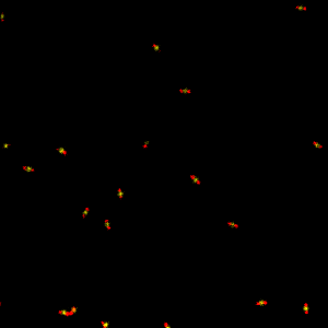 STED image of multi-color GATTAquant nanorulers | MicroTime 200 STED