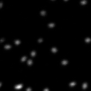 Confocal image of multicolor GATTAquant nanorulers