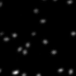 Confocal image of multi-color GATTAquant nanorulers | MicroTime 200 STED