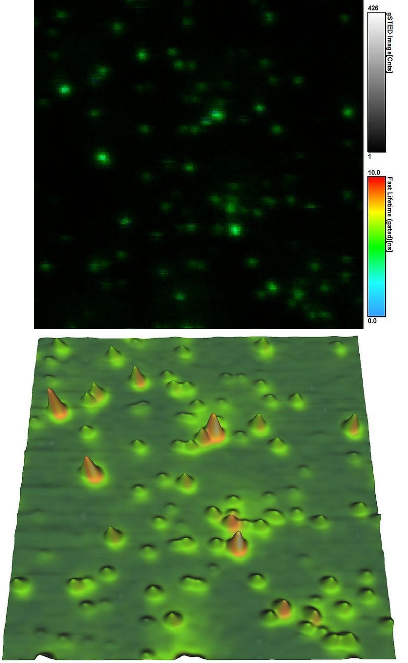 FLIM-STED and AFM height map collected from same sample area