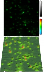 FLIM-STED and AFM height map collected from same sample area | MicroTime 200 STED