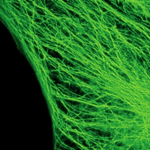 STED image of tubulin structures in a HeLa cell labeled with Abberior STAR635p STED image of tubulin structures in a HeLa cell labeled with Abberior STAR635p