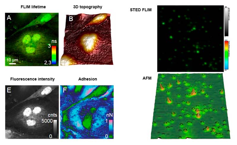 The combination of atomic force microscopy (AFM) with single-molecule-sensitive confocal fluorescence microscopy enables a fascinating investigation into the structure, dynamics and interactions of single molecules or their assemblies. 