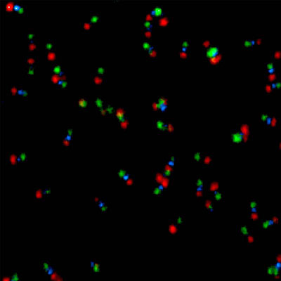 STED image of tubulin structures in a HeLa cell labeled with Abberior STAR635p