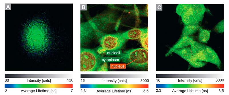The UV upgrade for the MicroTime 200 grants direct access to the native fluorescence of biomolecules originating from naturally occurring chromophoric groups 
