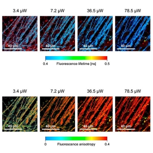 Imaging and fluorescence analysis of the human retina. Top: FLIM imaging with increasing laser power. Bottom: Fluorescence anisotropy images corresponding to the FLIM images in top.
Taken from https://doi.org/10.1021/acs.jpcb.1c01198