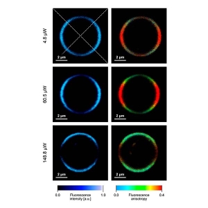 Experimental analysis of xanthophylls in model membranes. Images of the equatorial cross section of the lipid vesicle containing m-Zea recorded with increasing laser power. Imaging is based on fluorescence intensity and anisotropy. Taken from https:/