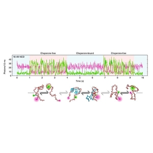 Chaperone NCD binding accelerates RNA hairpin folding. Top: Representative fluorescence time trace . Transitions between chaperone-bound (cyan shading) and chaperone-free (red shading) kinetic regimes arise from binding and dissociation of NCD. Botto