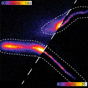 Confocal and STED fluorescence image of MamK-TagRFP657 filaments in living MSR-1 cells.
Taken from https://doi.org/10.1038/s41598-019-55804-5