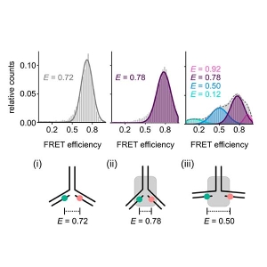 Single-molecule FRET analysis of conformational changes induced by DNA helicase Lhr on fork-2 DNA. 
Taken from https://doi.org/10.1042/BCJ20200379