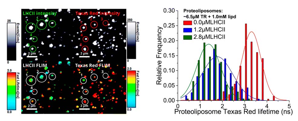 Proteoliposomes as energy transferring nanomaterials: enhancing the spectral range of light-harvesting proteins using lipid-linked chromophores